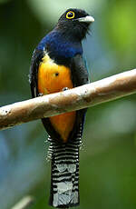 Trogon violacé