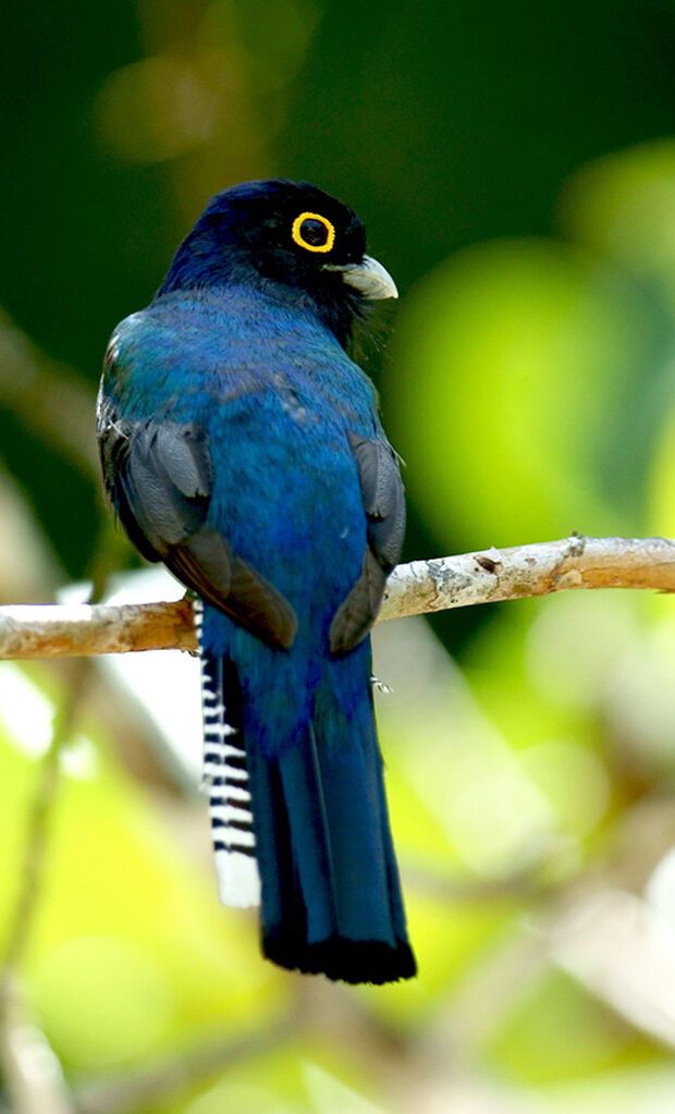 Trogon violacé