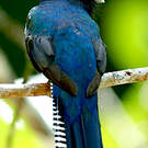 Trogon violacé