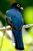 Trogon violacé