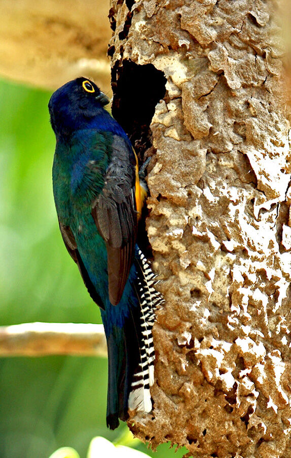 Trogon violacé