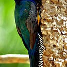 Trogon violacé