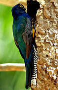 Guianan Trogon