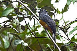 Guianan Trogon