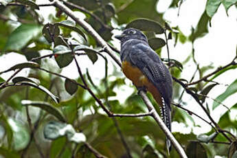 Trogon violacé