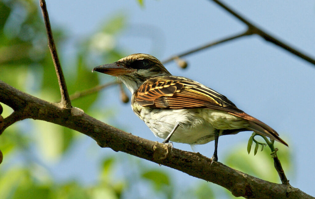 Streaked Flycatcher, identification