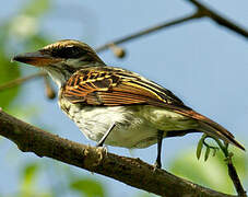 Streaked Flycatcher