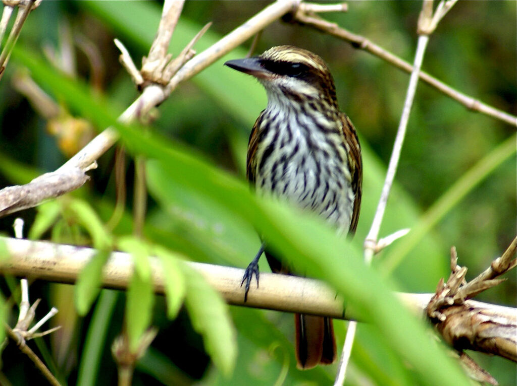 Streaked Flycatcher, identification