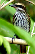 Streaked Flycatcher