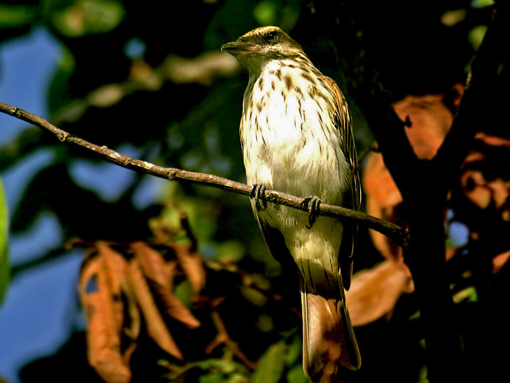 Streaked Flycatcher, identification