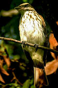 Streaked Flycatcher