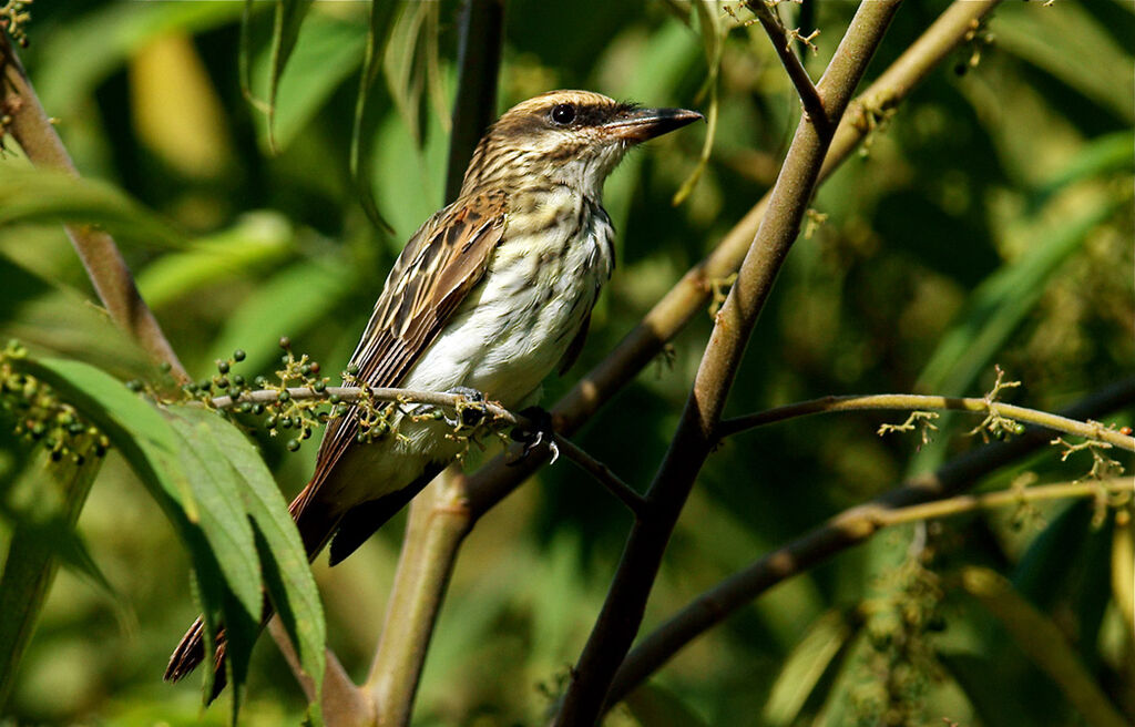 Streaked Flycatcher