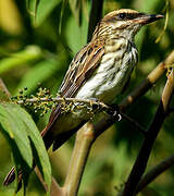 Streaked Flycatcher