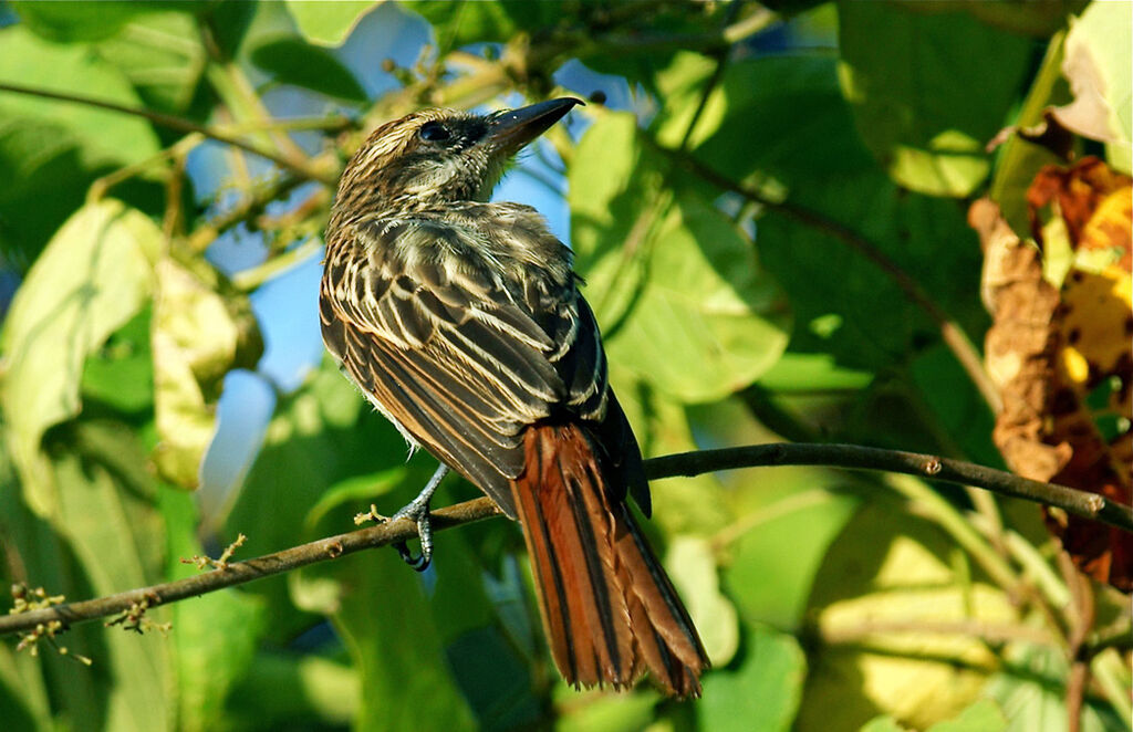 Streaked Flycatcher, identification