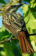 Streaked Flycatcher