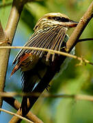 Streaked Flycatcher