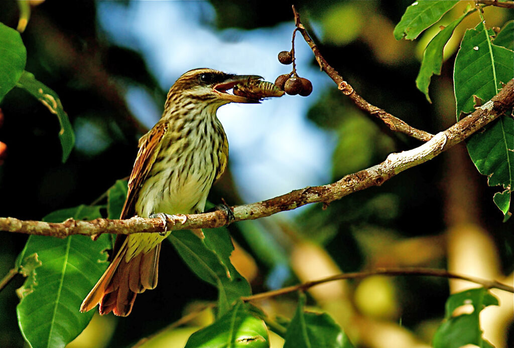 Streaked Flycatcher, identification