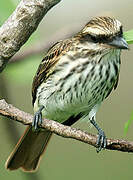 Streaked Flycatcher