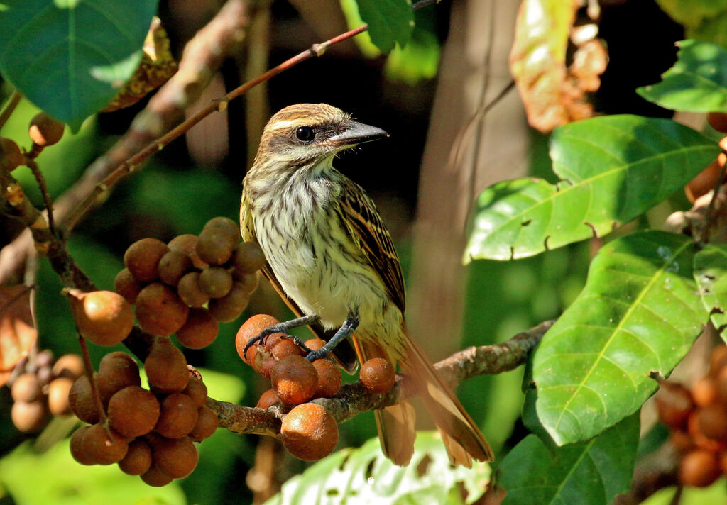 Streaked Flycatcher