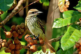 Streaked Flycatcher