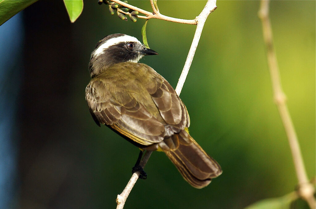 Rusty-margined Flycatcher