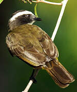 Rusty-margined Flycatcher