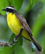 Rusty-margined Flycatcher