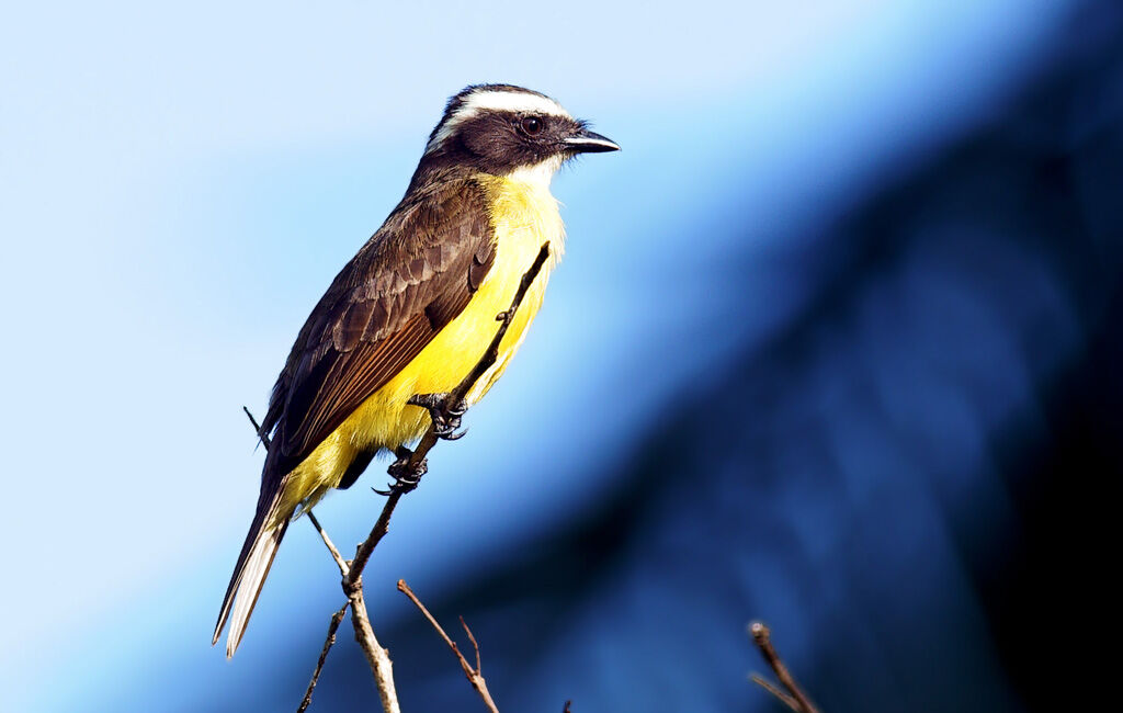 Rusty-margined Flycatcher