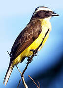 Rusty-margined Flycatcher