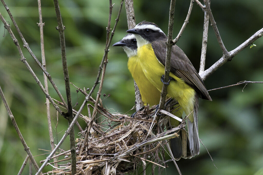 Rusty-margined Flycatcher , Reproduction-nesting