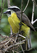 Rusty-margined Flycatcher