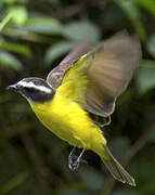 Rusty-margined Flycatcher