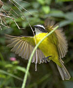 Rusty-margined Flycatcher