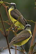 Rusty-margined Flycatcher