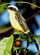 Yellow-throated Flycatcher