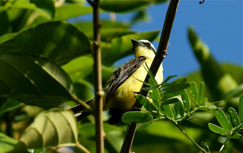 Yellow-throated Flycatcher