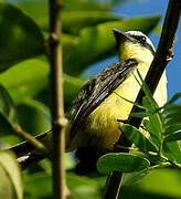 Yellow-throated Flycatcher