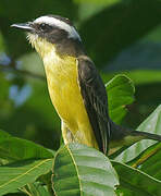 Yellow-throated Flycatcher