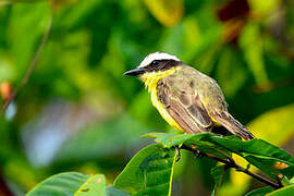 Yellow-throated Flycatcher