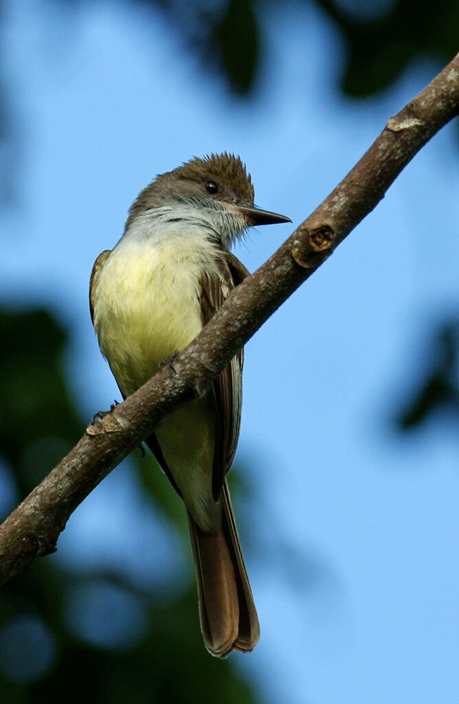 Brown-crested Flycatcher