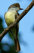 Brown-crested Flycatcher