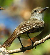 Brown-crested Flycatcher