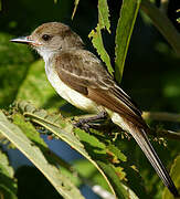 Brown-crested Flycatcher