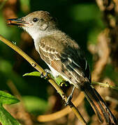 Brown-crested Flycatcher