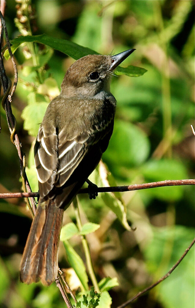 Brown-crested Flycatcher, identification