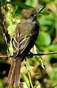 Brown-crested Flycatcher