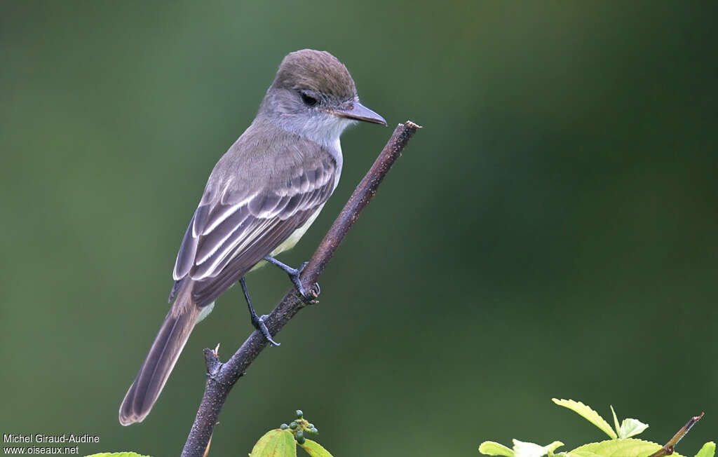 Brown-crested Flycatcher, identification