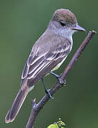 Brown-crested Flycatcher