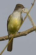 Brown-crested Flycatcher