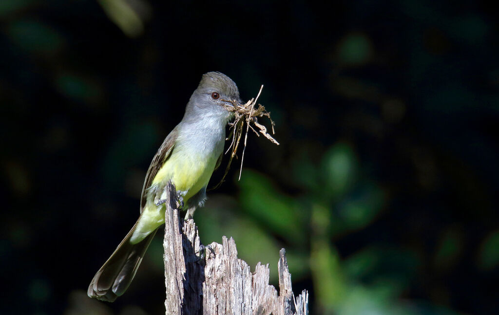 Brown-crested Flycatcheradult, Reproduction-nesting